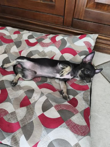 Cuccioli di Chiwawa  | Foto 0
