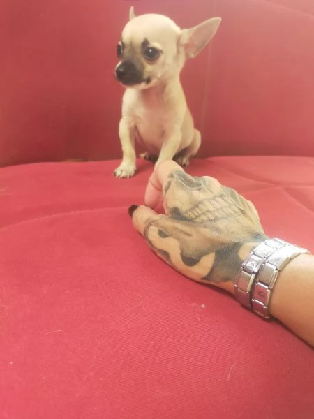 Chihuahua  | Foto 1