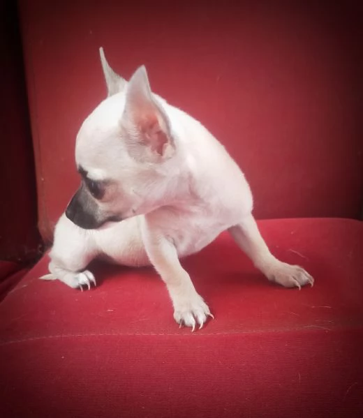Chihuahua  | Foto 0