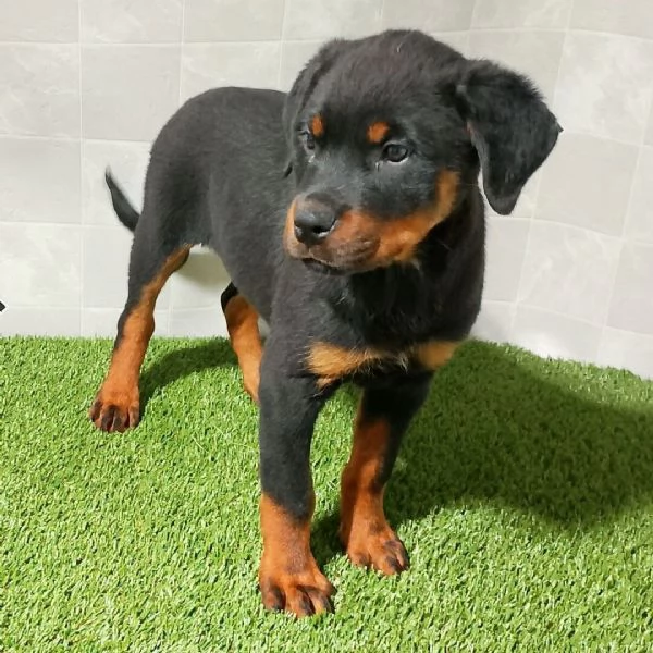 Rottweiler (cuccioli maschio e femmina)