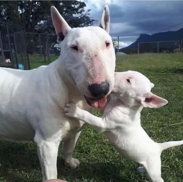 Bull Terrier (cuccioli maschio e femmina)