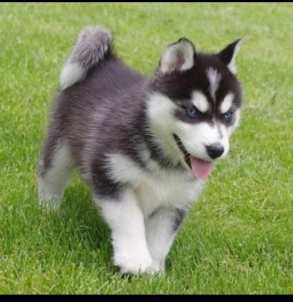 Offerta di adozione maschio e femmina.  HUSKY | Foto 0