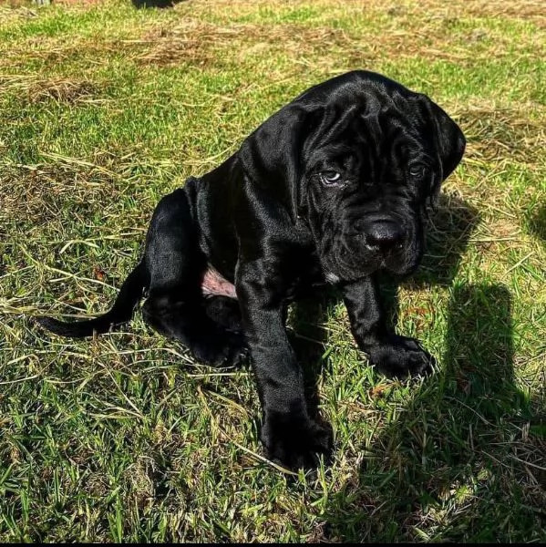 Offerta di adozione maschio e femmina.  CANE CORSO 