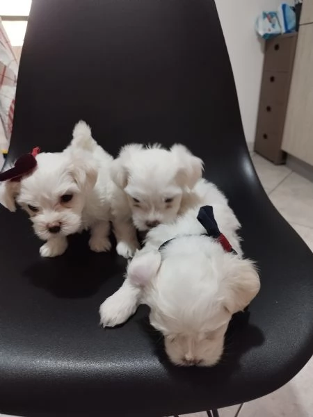 Cuccioli bichon maltese | Foto 4