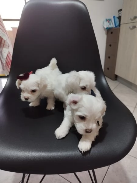 Cuccioli bichon maltese | Foto 3
