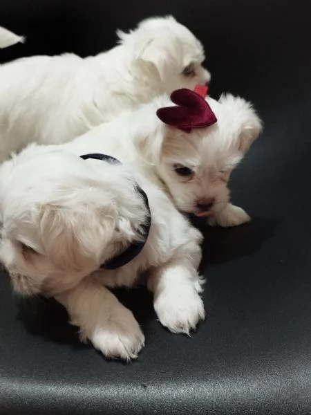 Cuccioli bichon maltese | Foto 2