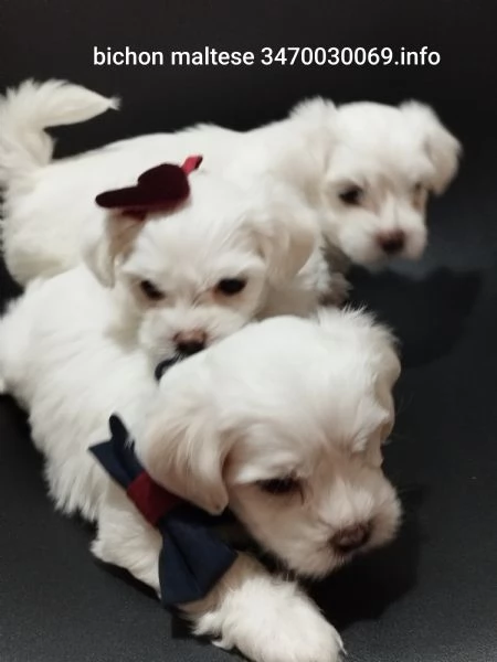 Cuccioli bichon maltese