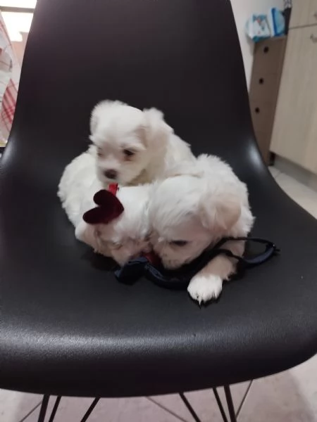 Cuccioli bichon maltese | Foto 0