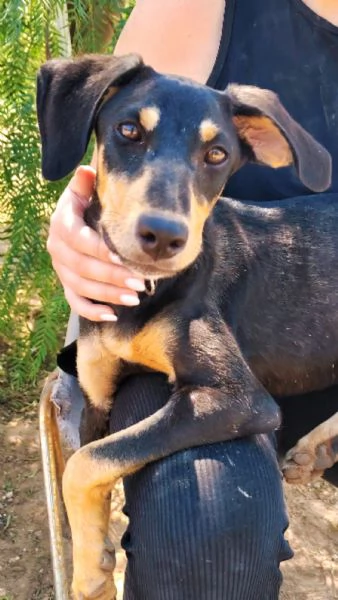 Cucciola 7mesi taglia contenuta | Foto 0