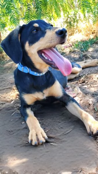 Cucciola 7mesi taglia contenuta