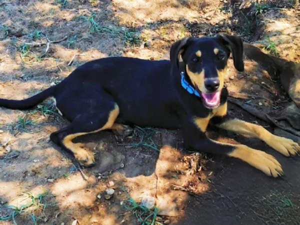 Cucciola taglia contenuta | Foto 2