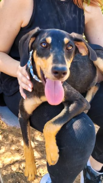 Cucciola taglia contenuta | Foto 1