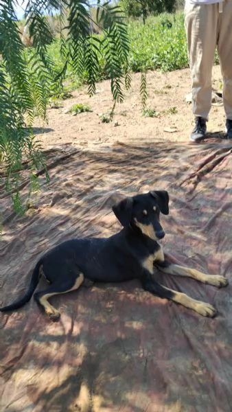 Cucciolo femmina taglia contenuta | Foto 1