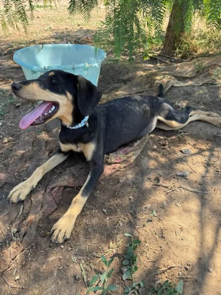 Cucciolo femmina taglia contenuta | Foto 0