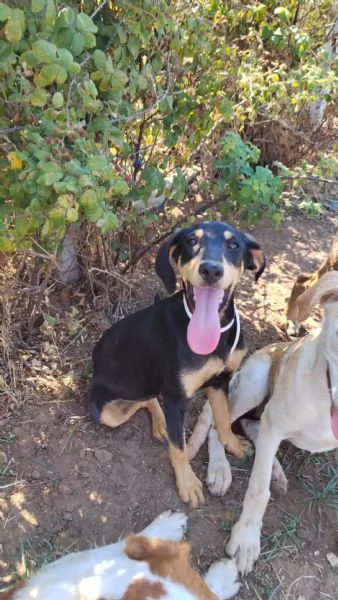 Cucciolo femmina taglia contenuta