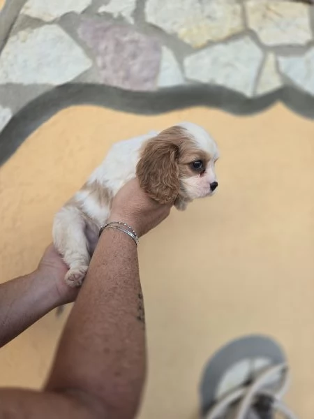 Femminuccia cavalier king  | Foto 2