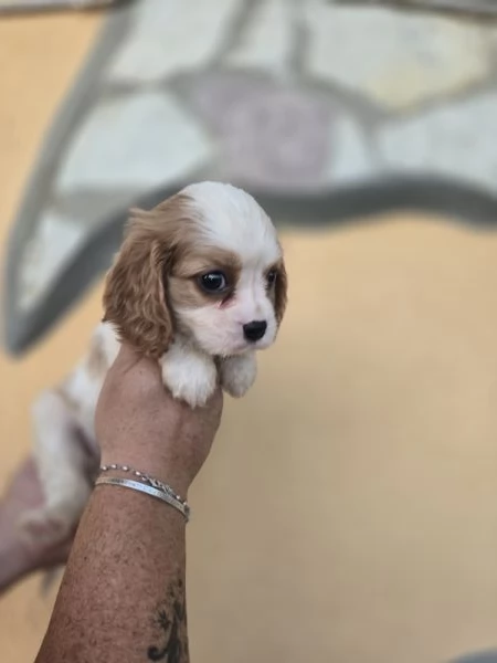 Femminuccia cavalier king  | Foto 1