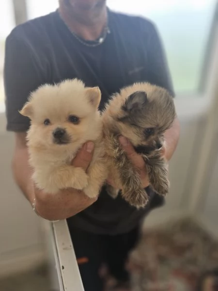SPITZ DI  POMERANIA  | Foto 1