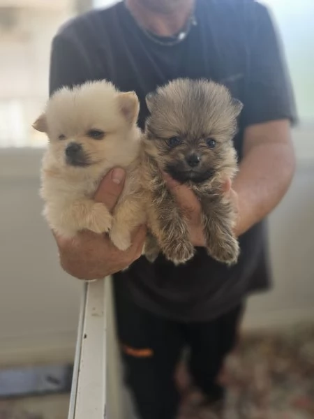 SPITZ DI  POMERANIA  | Foto 0