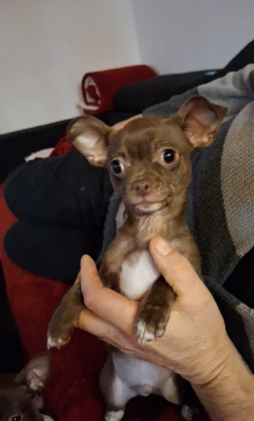   CHIHUAHUA TOY MERAVIGLIOSI 