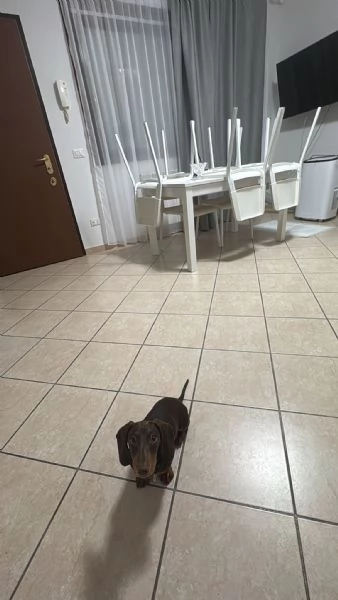 BASSOTTO NANO | Foto 1