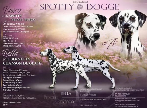 Cucciolo dalmata | Foto 6