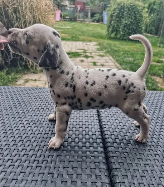 Cucciolo dalmata | Foto 5