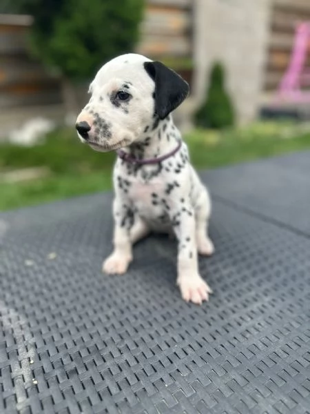 Cucciolo dalmata | Foto 4