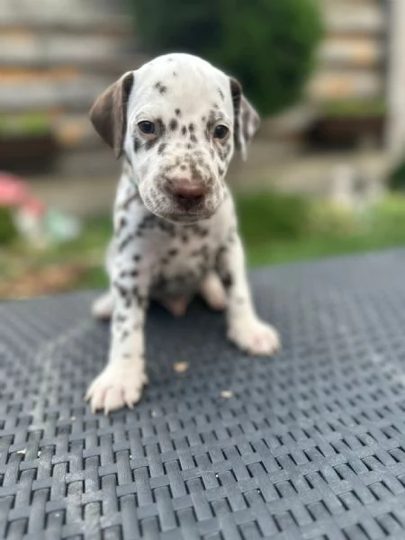 Cucciolo dalmata | Foto 3