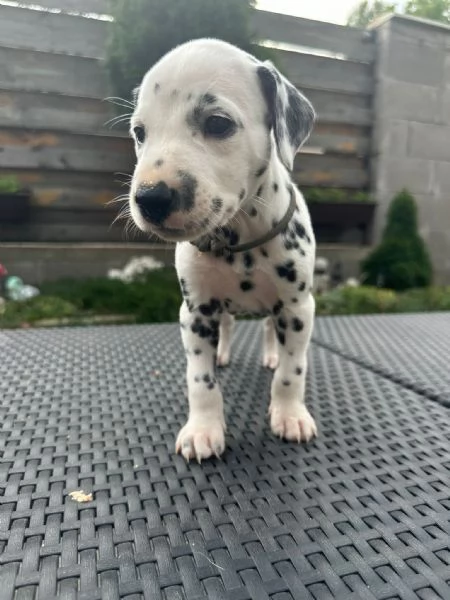 Cucciolo dalmata | Foto 2