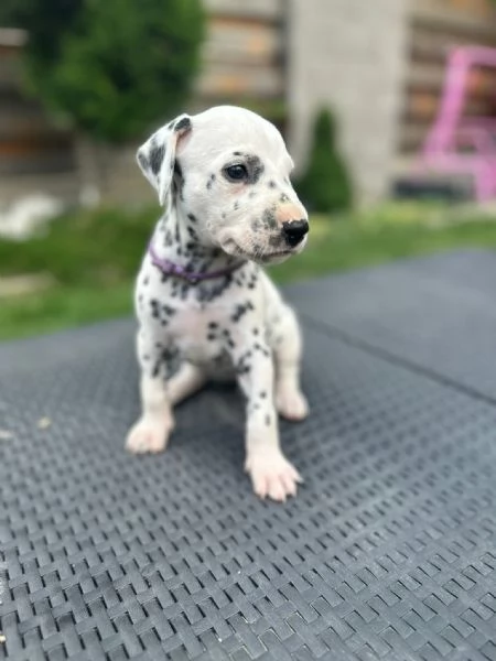 Cucciolo dalmata | Foto 1