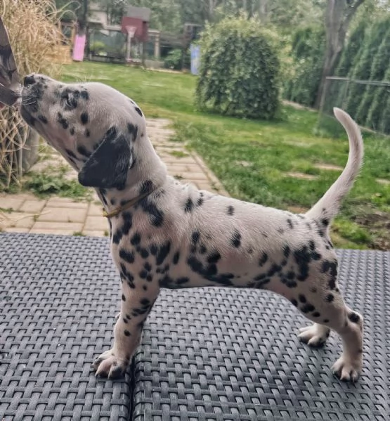 Cucciolo dalmata | Foto 0