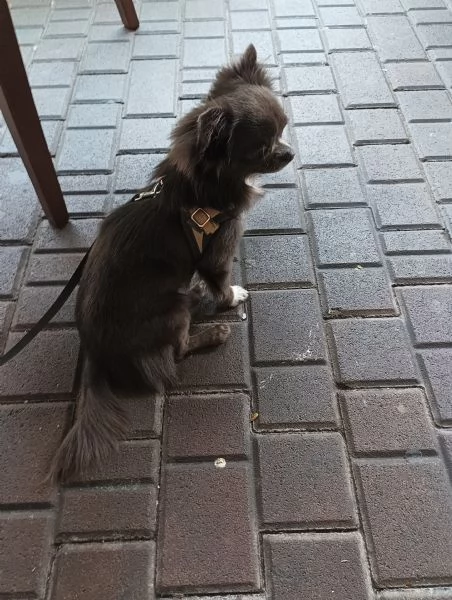 Chihuahua blue con pedigree Enci per accoppiamento 