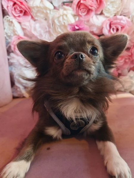 Chihuahua blue con pedigree Enci per accoppiamento  | Foto 1