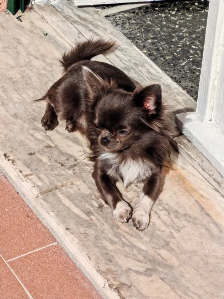 Chihuahua blue con pedigree Enci per accoppiamento  | Foto 0