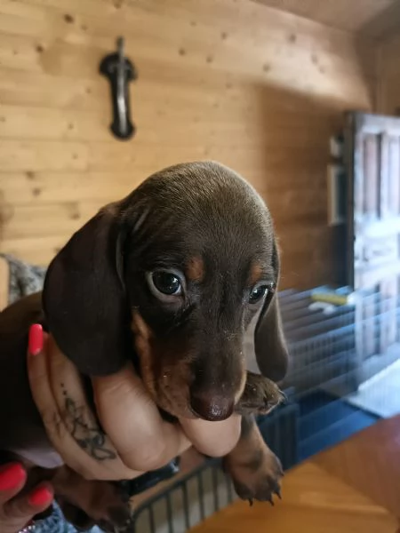 Cuccioli di bassotto Nano/ Kaninchen | Foto 3