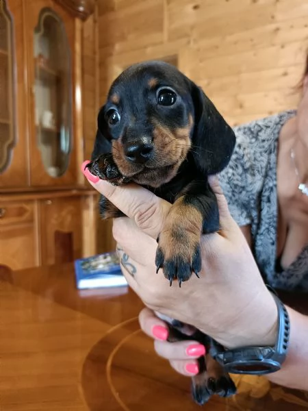 Cuccioli di bassotto Nano/ Kaninchen | Foto 1