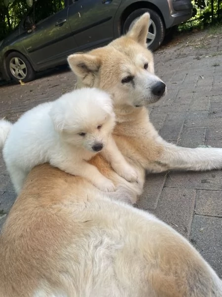 Hime Sakura  | Foto 8