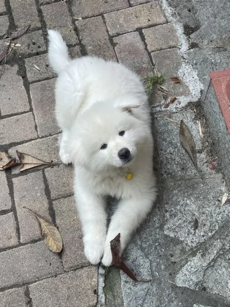 Hime Sakura  | Foto 7