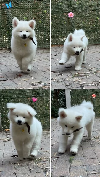 Hime Sakura  | Foto 6