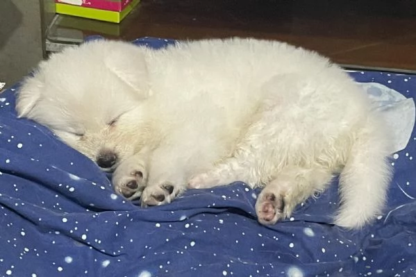 Hime Sakura  | Foto 5