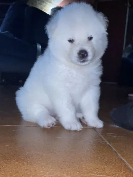 Hime Sakura  | Foto 4