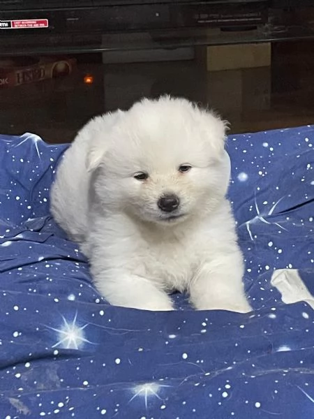 Hime Sakura  | Foto 3