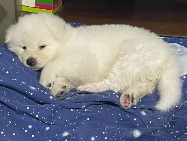 Hime Sakura  | Foto 2