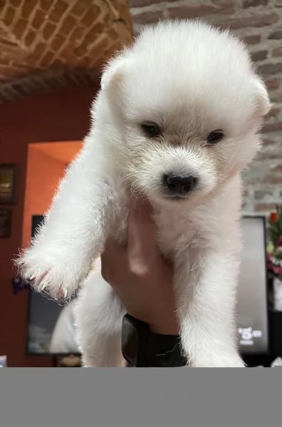 Hime Sakura  | Foto 1