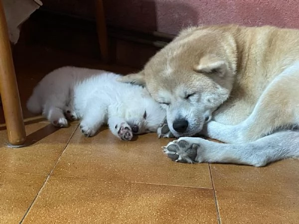 Hime Sakura  | Foto 0