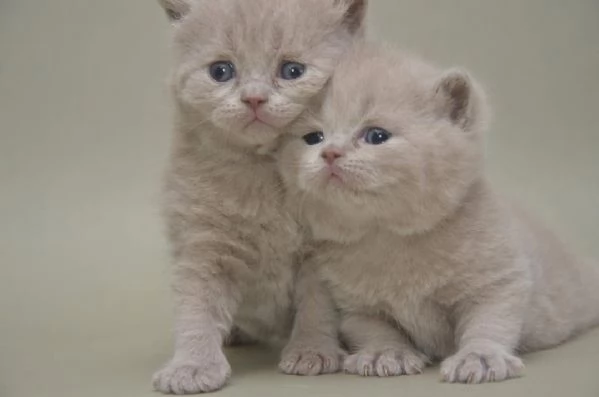 Gattini British Shorthair con pedigree