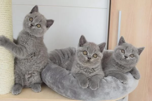 Gatto gattini British Shorthair