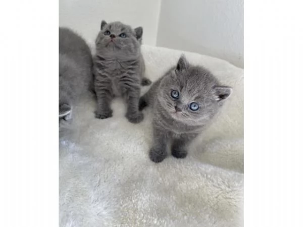 Cuccioli di gattini British Shorthair,
