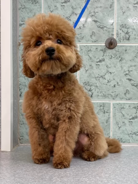 Barboncino toy maschio